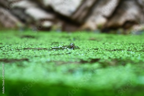 Spy Frog hidding in the Water  © B_B_ZG