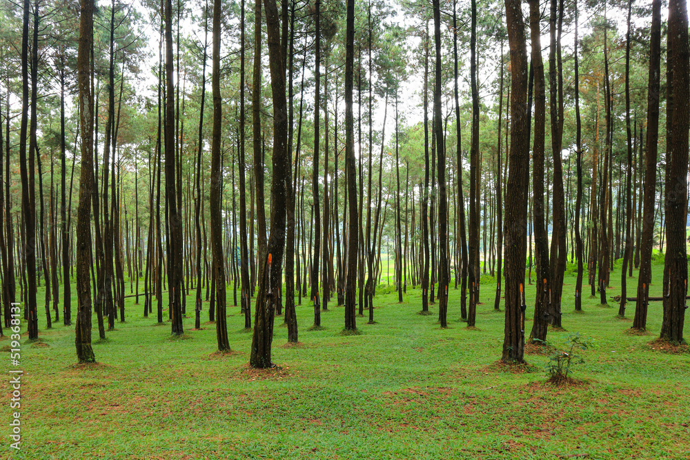 Obraz premium beautiful summer forest pine trees