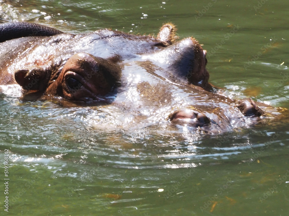 水面から顔を出すカバ 水面から顔を出すカバ