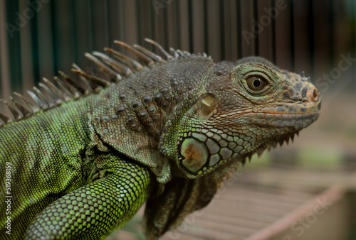 Green Iguana - Close up detail of green iguana. Pet iguana. 
