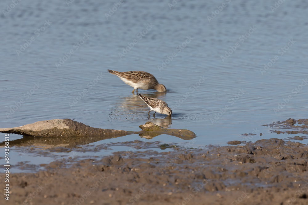 Waders or shorebirds searching for food on the coast and in shallow waters Waders or shorebirds searching for food on the coast and in shallow waters
