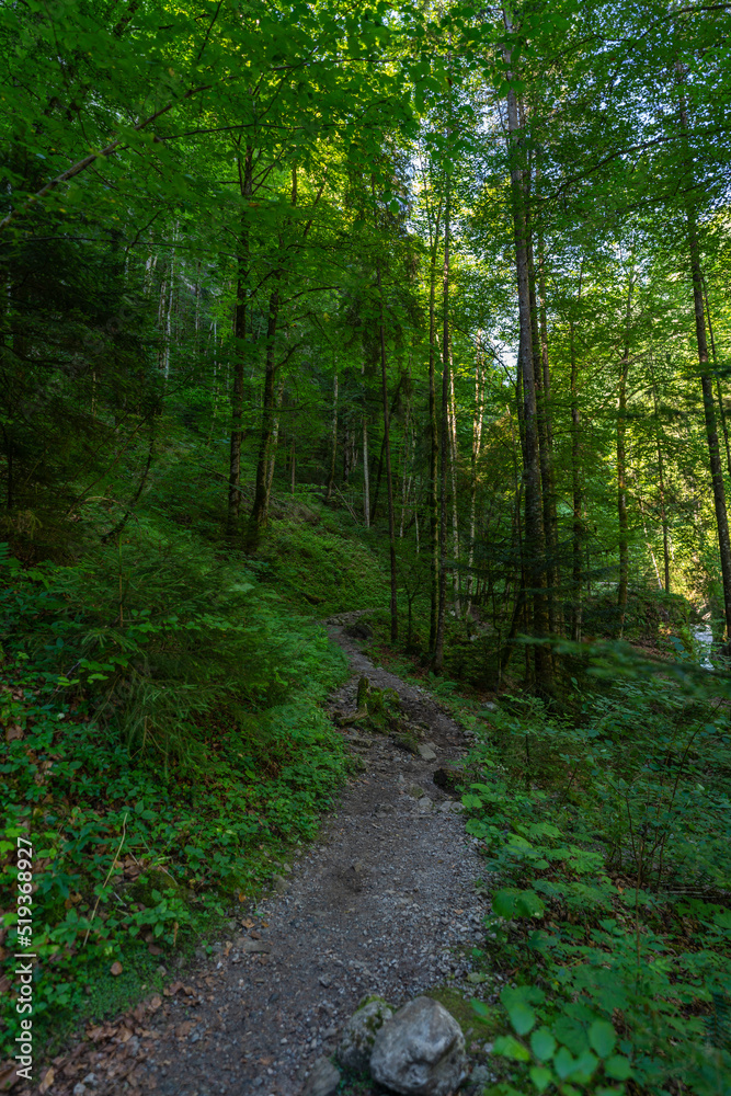 Weg durch den Wald, Fußweg zwischen Bäumen in einem Mischwald. Bäume stehen auf bewachsenen Felsen im Märchenland. wunderschöne Bürserschlucht mit zauberhaften Plätzen, lichtdurchflutet Weg durch den Wald, Fußweg zwischen Bäumen in einem Mischwald. Bäume stehen auf bewachsenen Felsen im Märchenland. wunderschöne Bürserschlucht mit zauberhaften Plätzen, lichtdurchflutet