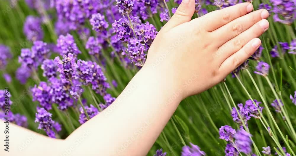 Child's hand touching lavender bushes waving on the wind closeup. Purple lavender field, beautiful blooming, English lavander. Child's hand touching lavender bushes waving on the wind closeup. Purple lavender field, beautiful blooming, English lavander.