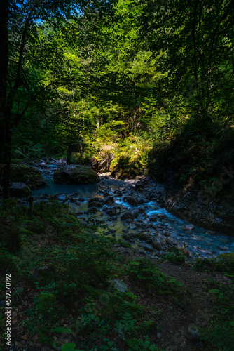 Wie im Urwald: der Bach Alvier schlängelt sich durch das enge Tal zwischen Steinen und Felsblöcken hindurch, an steilen Abhängen mit Gebüsch und Bäumen bewachsen. Die Sonne beleuchtet die Vegetation