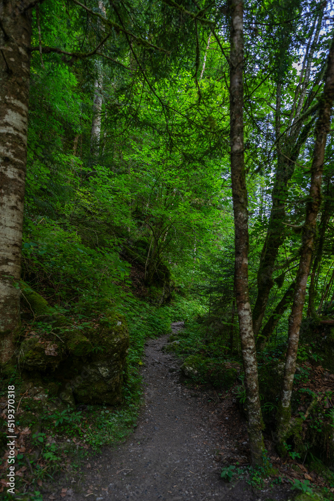 Obraz premium Weg durch den Wald, Fußweg zwischen Bäumen in einem Mischwald. Bäume stehen auf bewachsenen Felsen im Märchenland. wunderschöne Bürserschlucht mit zauberhaften Plätzen, lichtdurchflutet
