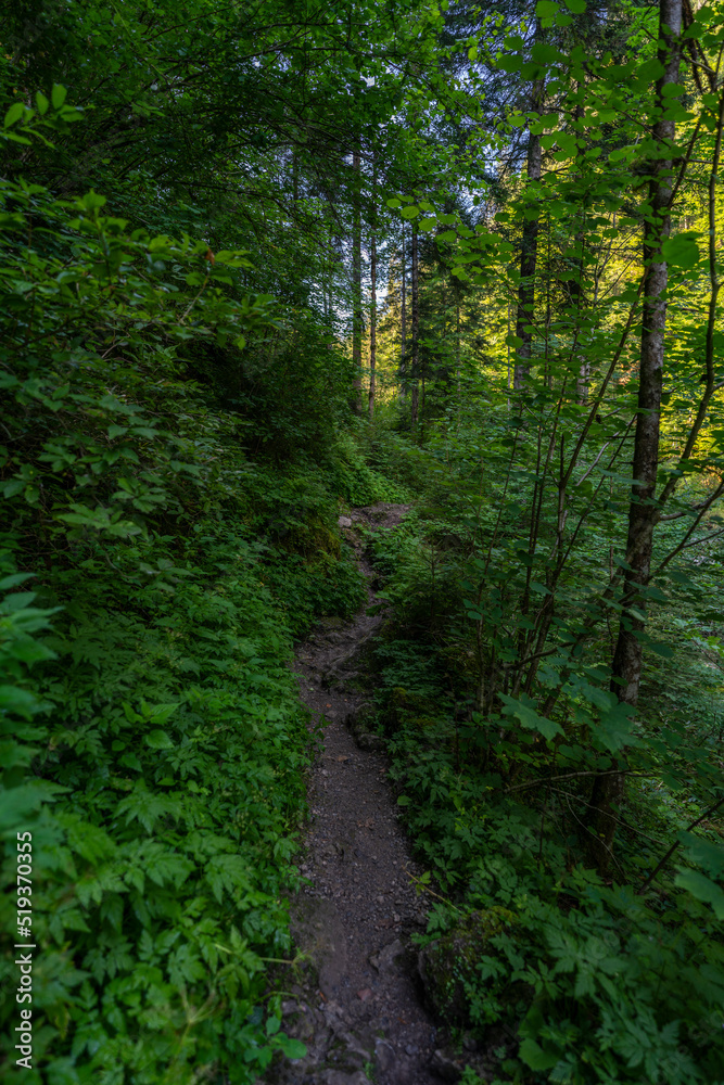 Weg durch den Wald, Fußweg zwischen Bäumen in einem Mischwald. Bäume stehen auf bewachsenen Felsen im Märchenland. wunderschöne Bürserschlucht mit zauberhaften Plätzen, lichtdurchflutet Weg durch den Wald, Fußweg zwischen Bäumen in einem Mischwald. Bäume stehen auf bewachsenen Felsen im Märchenland. wunderschöne Bürserschlucht mit zauberhaften Plätzen, lichtdurchflutet