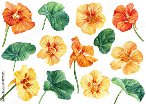 set of nasturtium flowers on isolated white background, watercolor illustration, hand drawing