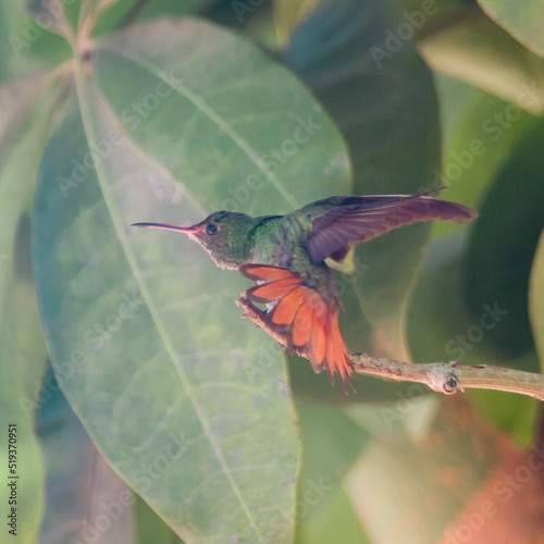 hummingbird in flight