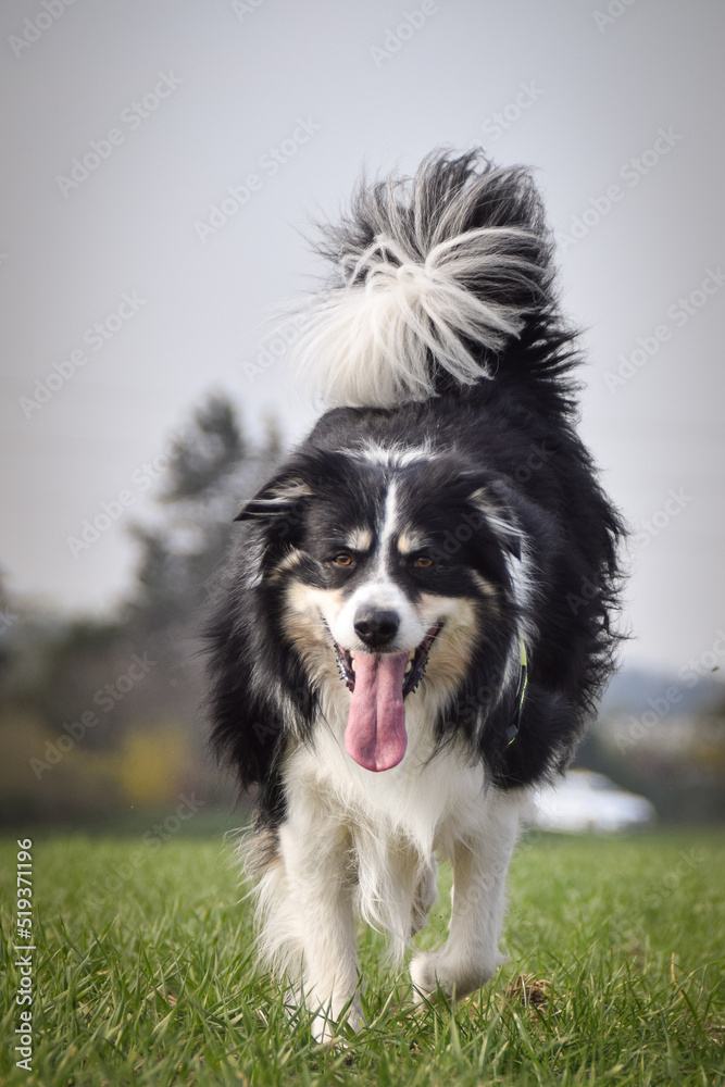Border collie is running on the field. He is so funny outside. Border collie is running on the field. He is so funny outside.