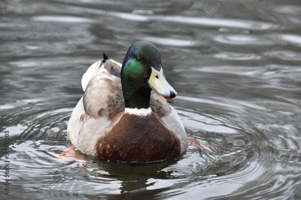 duck on the water, Kilkenny Castle Park, Ireland duck on the water, Kilkenny Castle Park, Ireland