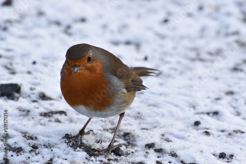 Robin on snow, Kilkenny Castle Park, Kilkenny, Ireland