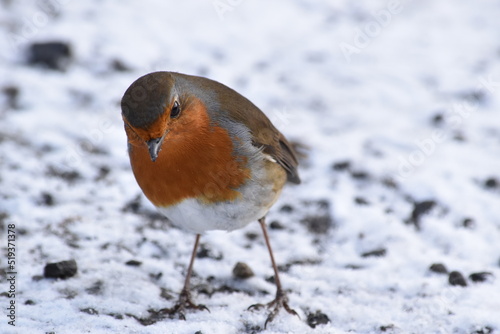 robin on snow, Kilkenny Castle Park, Kilkenny, Ireland © Audrius