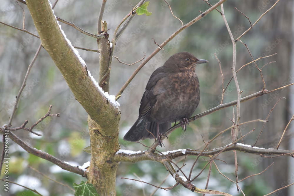 Song thrush, Canal Walk, Kilkenny, Ireland Song thrush, Canal Walk, Kilkenny, Ireland
