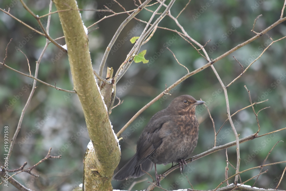 Song thrush, Canal Walk, Kilkenny, Ireland Song thrush, Canal Walk, Kilkenny, Ireland