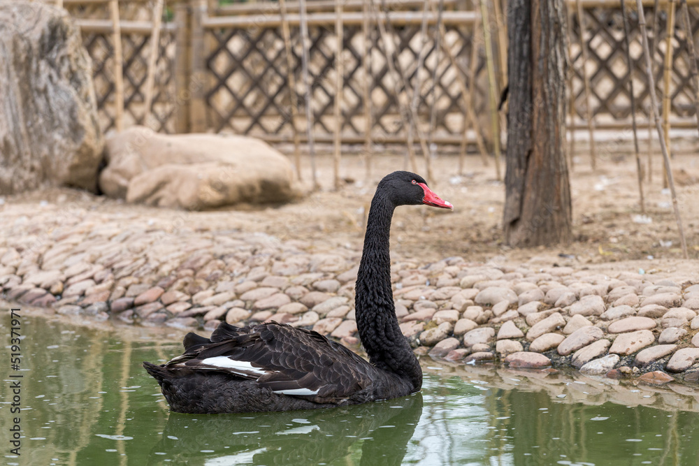 Obraz premium Black swans in the lake