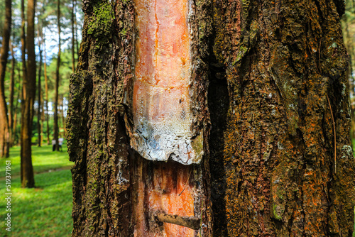 pine tree resin extraction and collection process in indonesia forest

