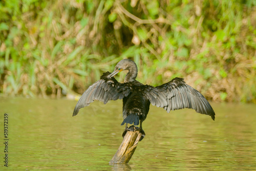vulture in flight