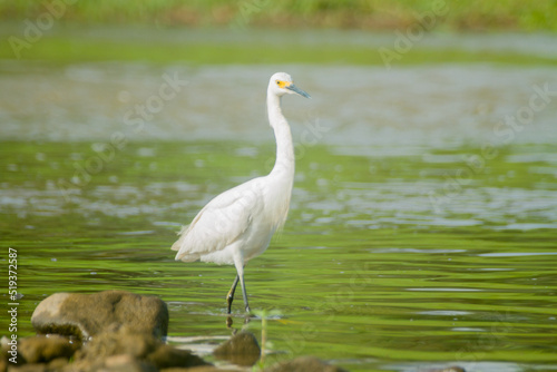 great white heron © Oscar