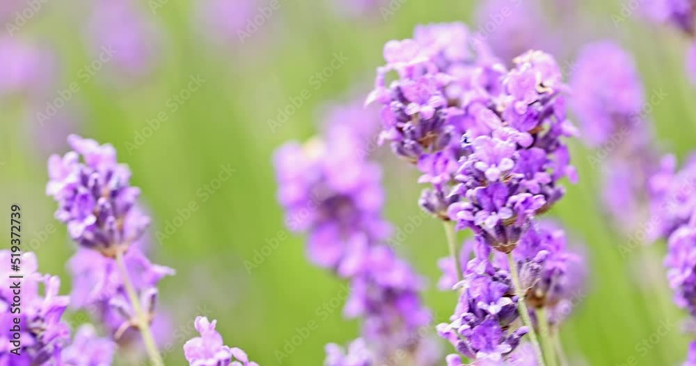 Lavender bushes waving on the wind closeup. Purple lavender field, beautiful blooming, English lavander. Lavender bushes waving on the wind closeup. Purple lavender field, beautiful blooming, English lavander.