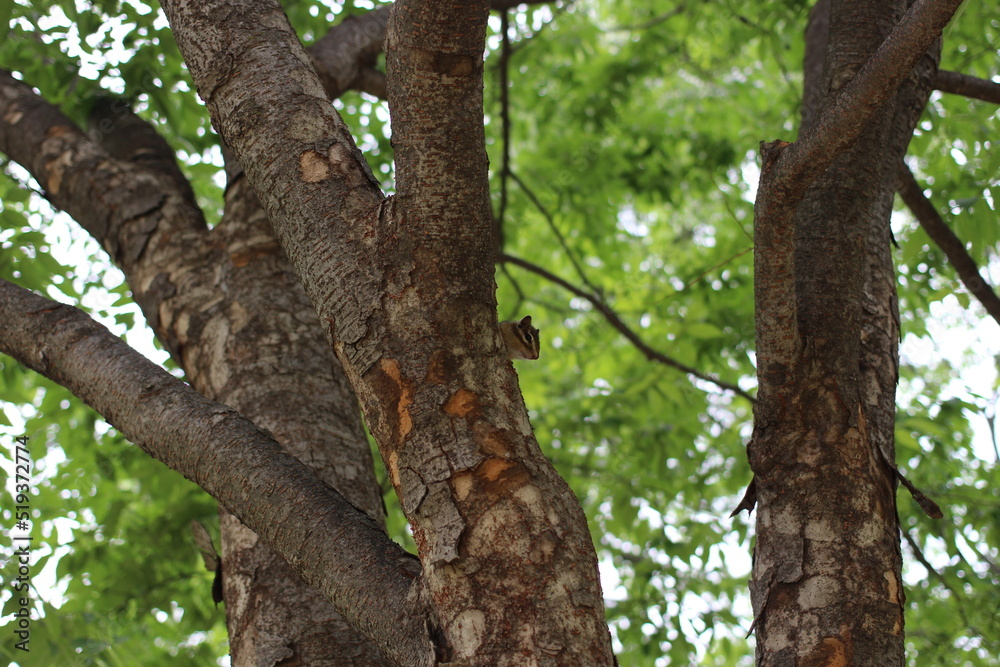 lovely chipmunk