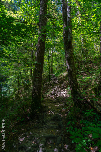 Weg durch den Wald, Fußweg zwischen Bäumen in einem Mischwald. Bäume stehen auf bewachsenen Felsen im Märchenland. wunderschöne Bürserschlucht mit zauberhaften Plätzen, lichtdurchflutet © Dieter