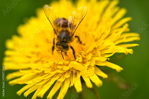 Honey bee collecting nectar on a yellow flower of dandelion. Busy insects nature