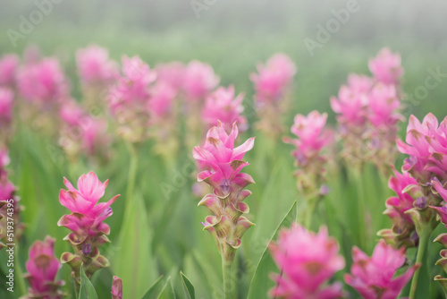 pink flowers in nature, sweet background, blurry flower background, light pink siam tulip flowers field. © pornpun