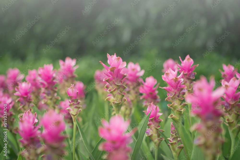 pink flowers in nature, sweet background, blurry flower background, light pink siam tulip flowers field.