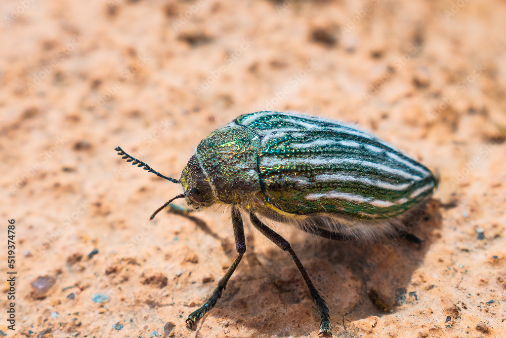 Obraz premium Buprestis Beetle