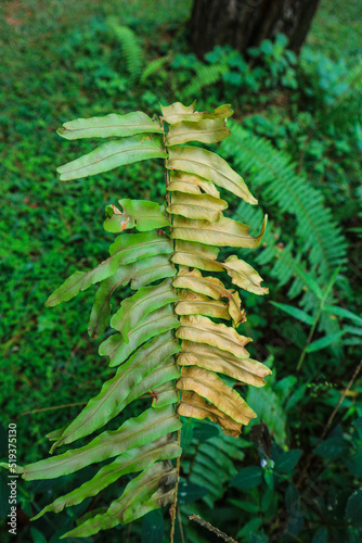 beautiful fern leaf texture nature natural in indonesian forest 