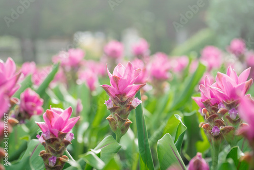 Fototapeta Naklejka Na Ścianę i Meble -  pink flowers in nature, sweet background, blurry flower background, light pink siam tulip flowers field.
