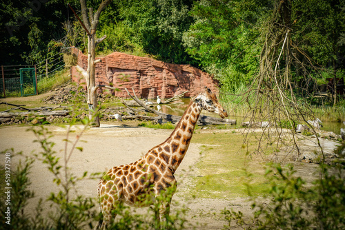 Photography giraffe eating grass