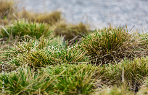Grass tussocks close up view