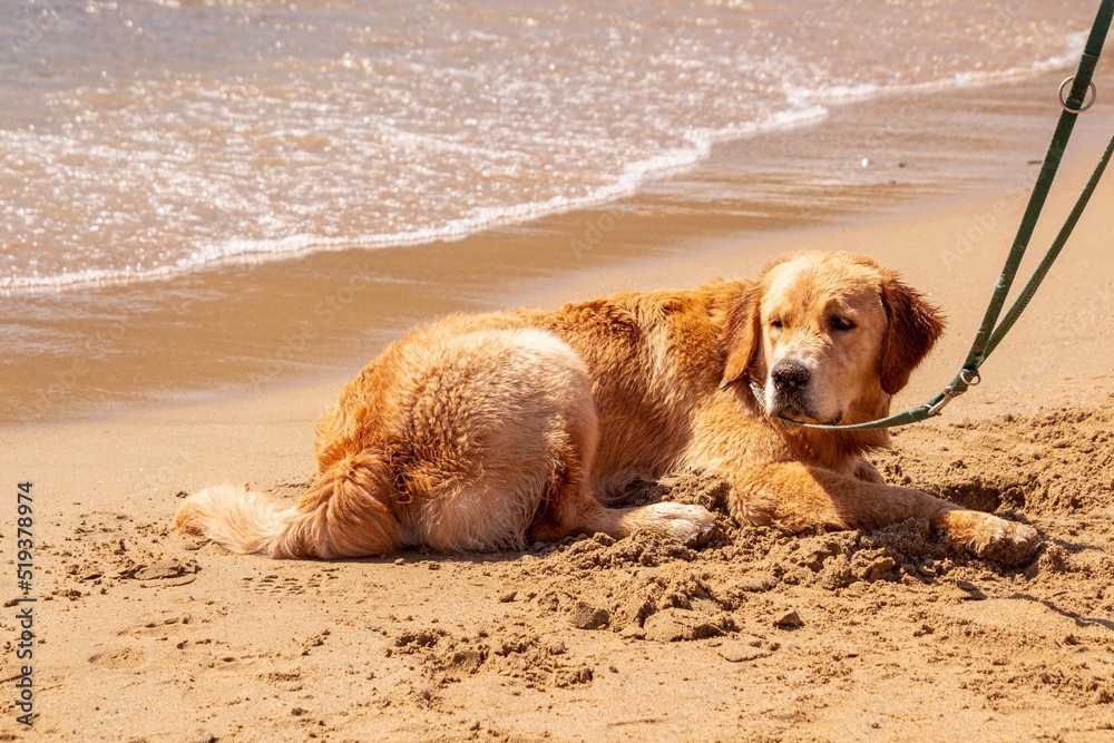 Dog lying and relaxing on sandy family beach at Lacona Elba Italy Dog lying and relaxing on sandy family beach at Lacona Elba Italy