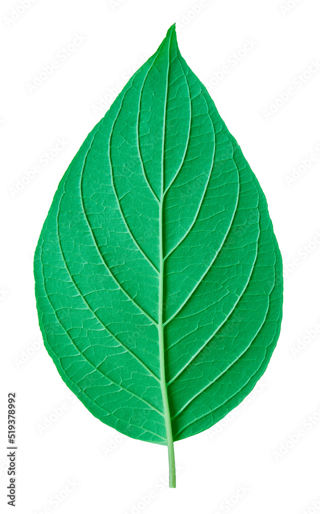 Single green leaf texture. Fresh natural leaf detail. Bottom side