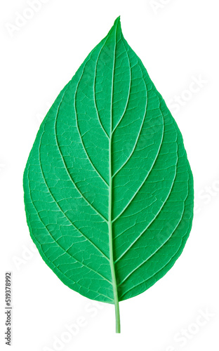 Single green leaf texture. Fresh natural leaf detail. Bottom side. Organic structure with veins.