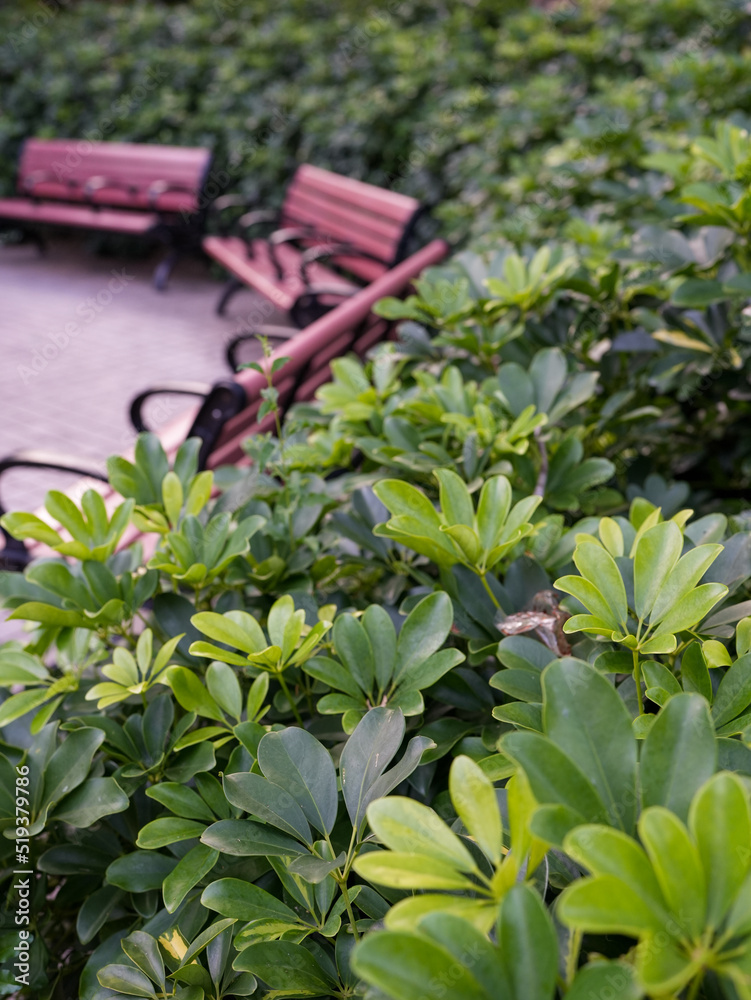Obraz premium garden