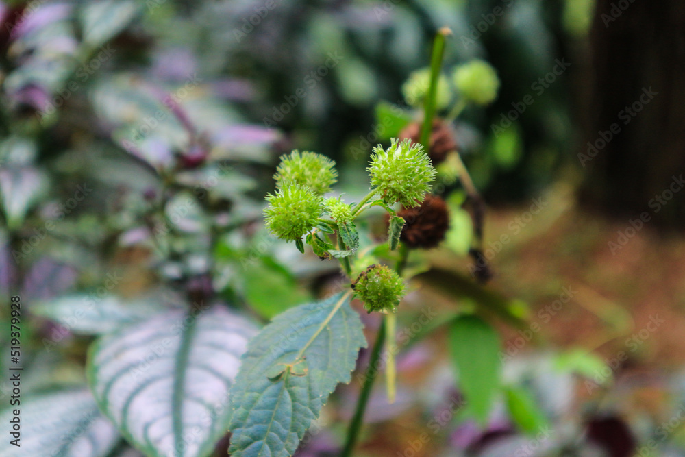 small lush tropical plant in pine forest
small lush tropical plant in pine forest