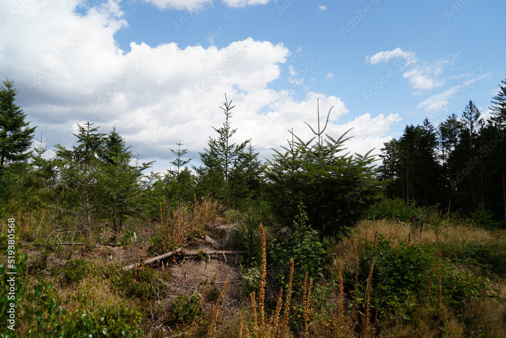 Reforestation in the forest with young green conifers Reforestation in the forest with young green conifers