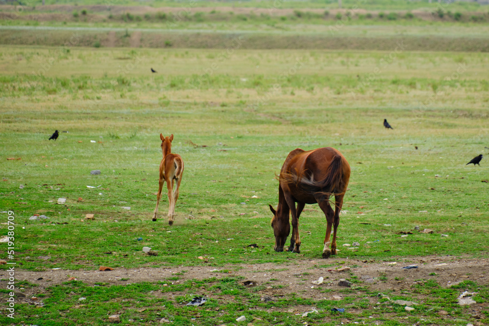 Foal playing and galloping next grazing mare. Foal playing and galloping next grazing mare.