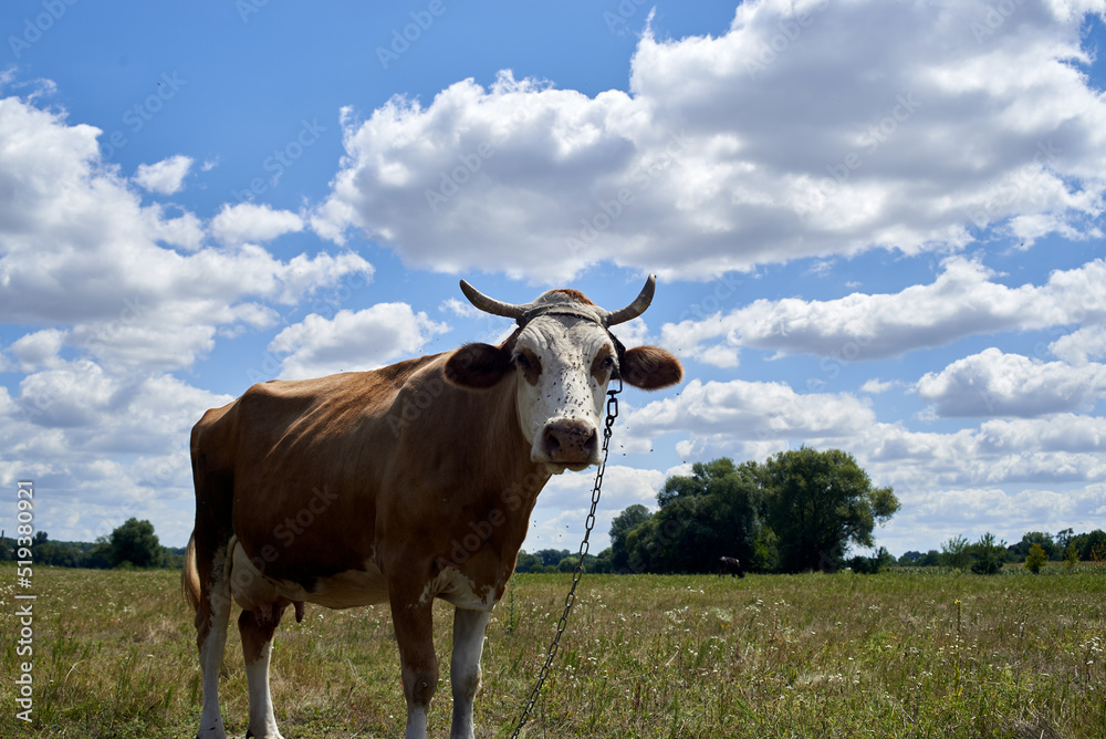 Cow in the pasture on a hot summer day Cow in the pasture on a hot summer day