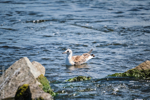 Seagull chick swims river near shore.