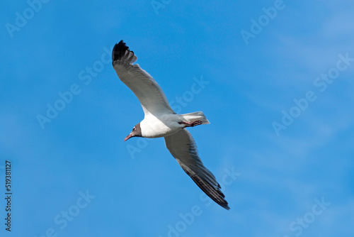 Laughing Gull with outstretched wings soaring in a blue sky  copy space.