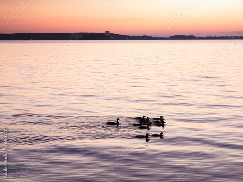 A family of ducks swims on the lake.