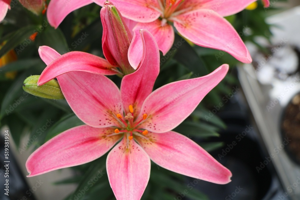 Vibrant pink lily flower