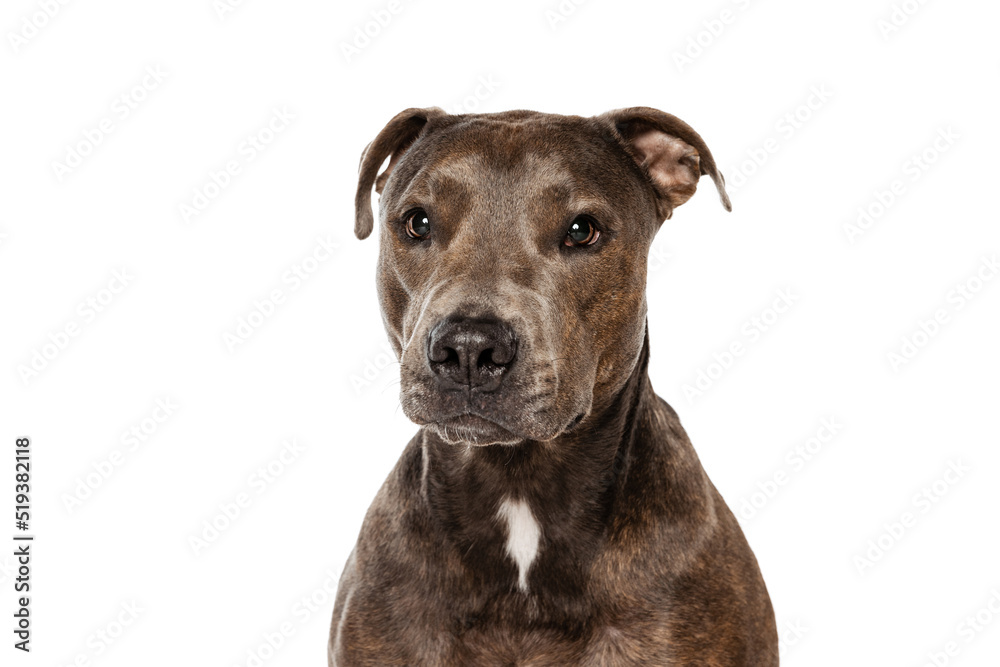 Studio shot of beautiful, purebred dog, american pit bull terrier, posing isolated over white background. Serious look