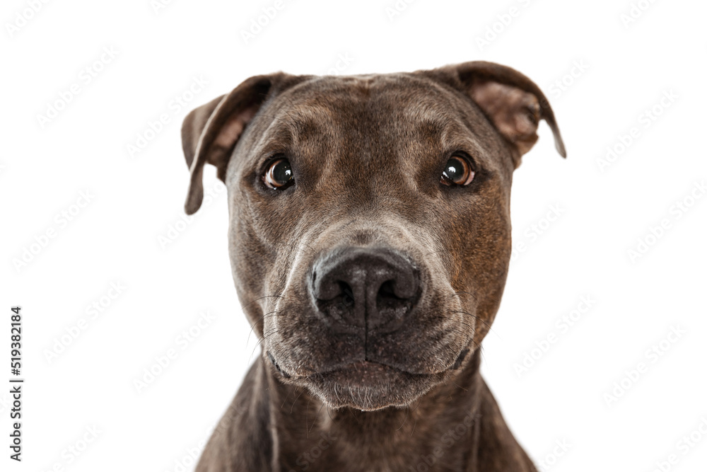 Studio shot of beautiful, purebred dog, american pit bull terrier, posing isolated over white background. Curious look Studio shot of beautiful, purebred dog, american pit bull terrier, posing isolated over white background. Curious look