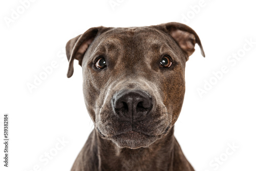 Studio shot of beautiful  purebred dog  american pit bull terrier  posing isolated over white background. Curious look