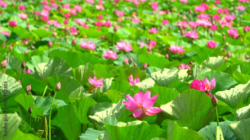 Lotuses on the lake in sunny windy weather. Recreation center in the suburbs of Khabarovsk. Far East of Russia to Khabarovsk Krai. Lotuses on the lake in sunny windy weather. Recreation center in the suburbs of Khabarovsk. Far East of Russia to Khabarovsk Krai.