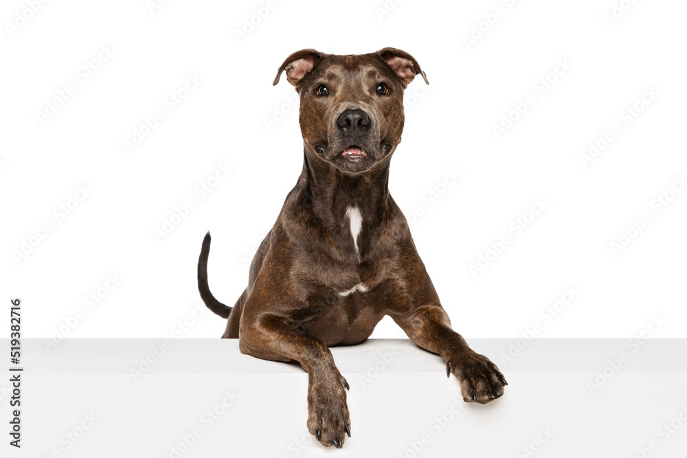 Studio shot of beautiful, purebred dog, american pit bull terrier, posing isolated over white background. Attentive look Studio shot of beautiful, purebred dog, american pit bull terrier, posing isolated over white background. Attentive look